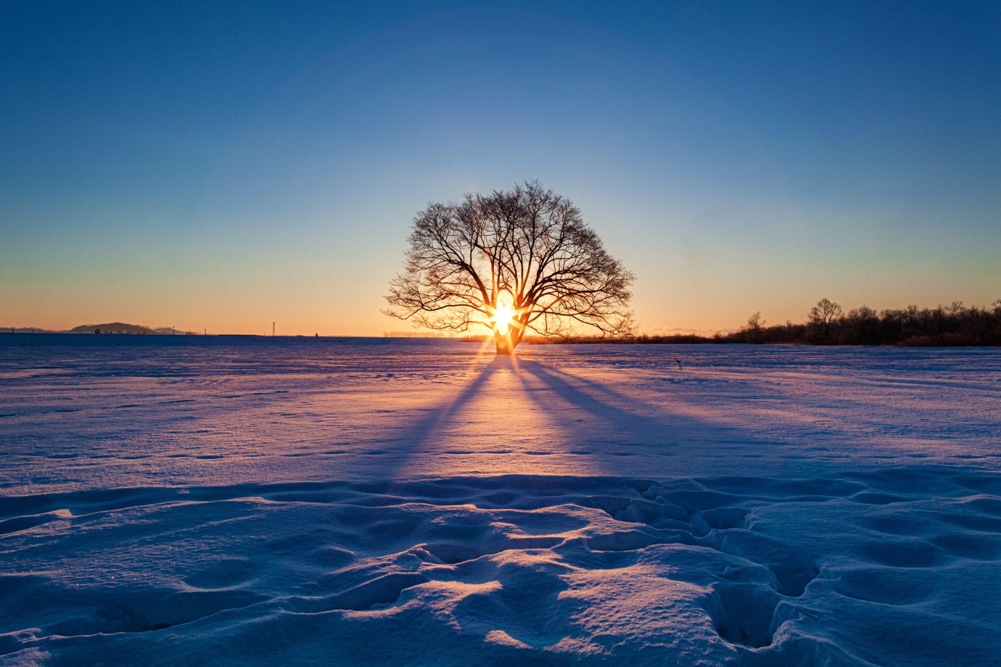 Tree silhouette with sunset over snowy field.