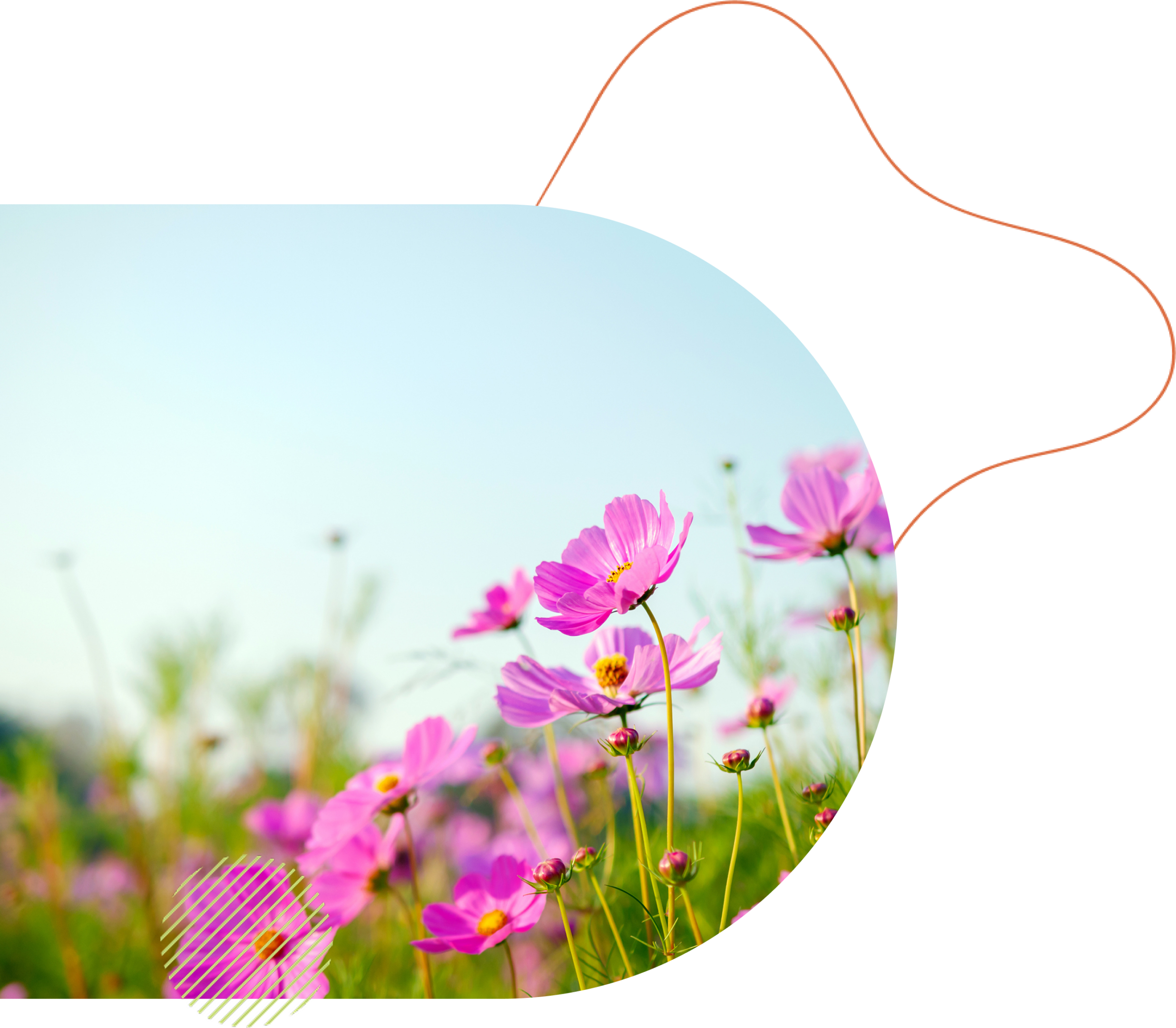 Pink flowers in a sunny field.