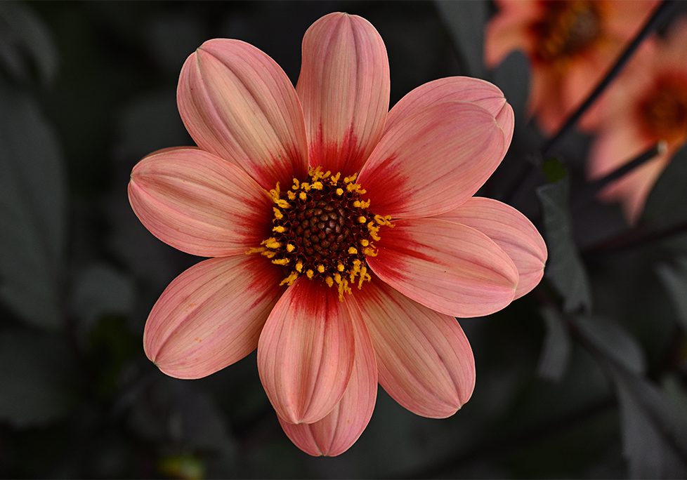 A pink flower with red center and yellow stamen.