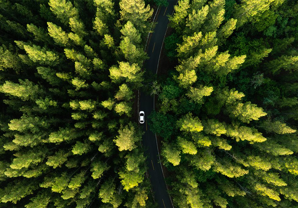 A car driving down the road through a forest.