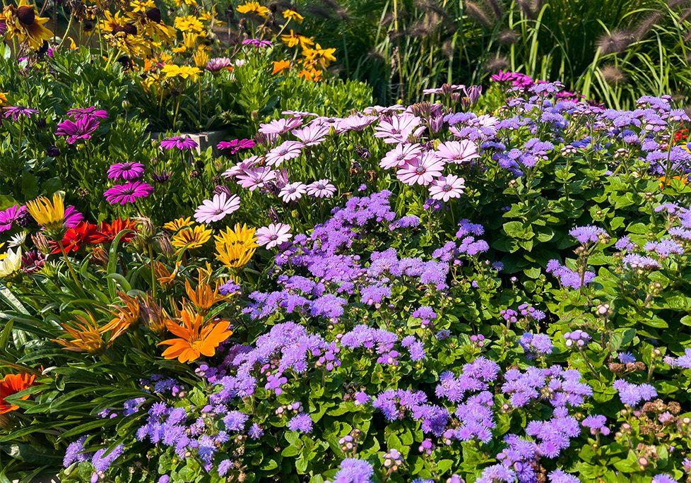 _0002_GettyImages-2183200931 A garden filled with lots of purple flowers.