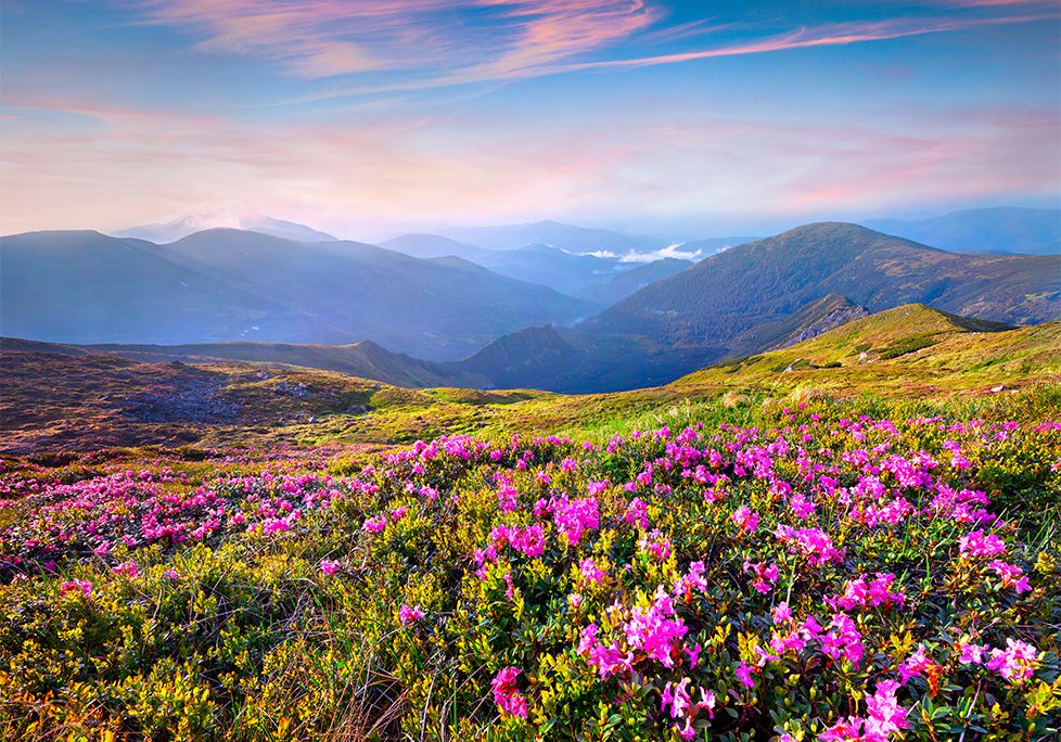 A field of flowers in the mountains with pink flowers.