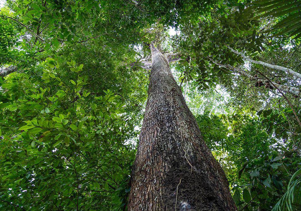 _0004_GettyImages-2156355719 A tree with many leaves on it's side