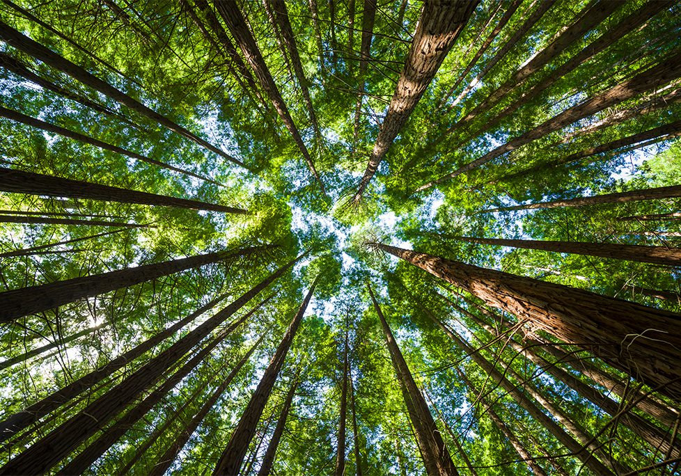 _0005_GettyImages-1399340544 A view of the sky from below looking up at trees.