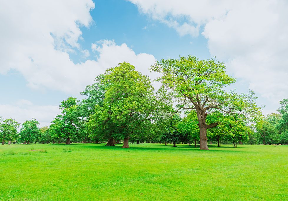 _0005_GettyImages-2153205906 A field with many trees and grass