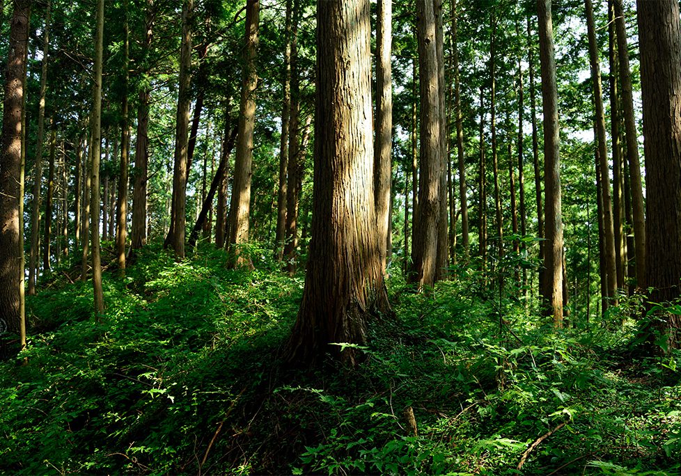 _0006_GettyImages-1296142085 A forest with trees and bushes in the foreground.