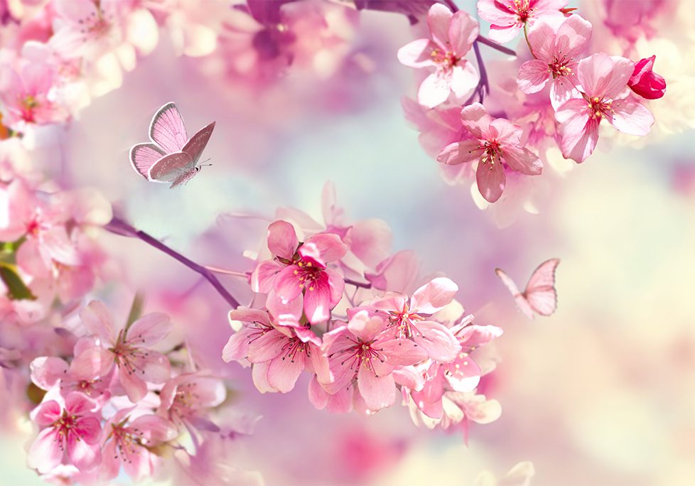 A close up of some pink flowers with a butterfly