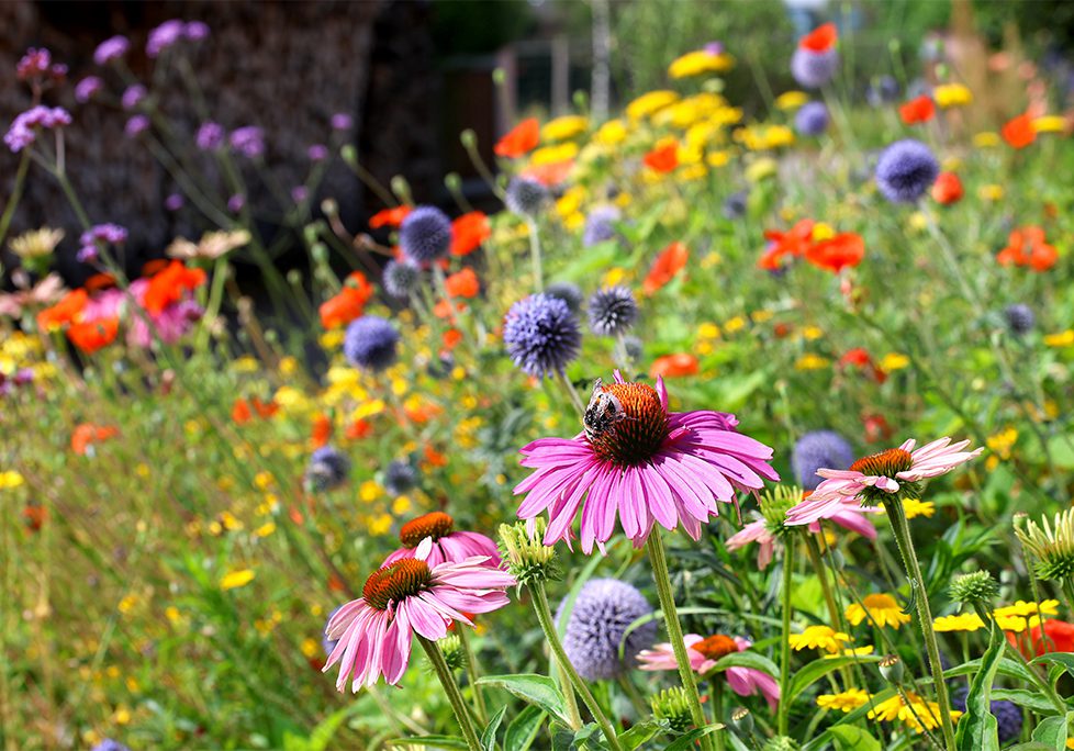 A field of flowers with purple and yellow flowers.