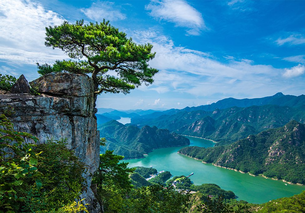 A tree on the side of a cliff overlooking a lake.