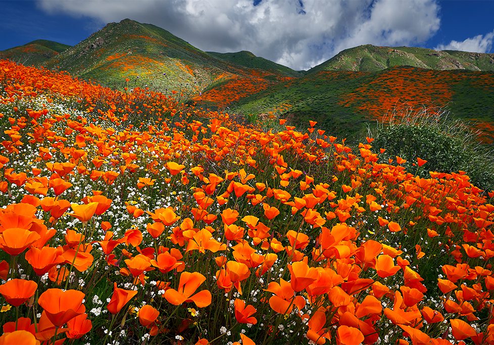 A field of orange flowers in front of mountains.