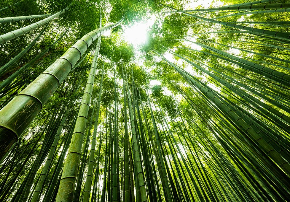 _0009_GettyImages-1252966289 A view of the tops of bamboo trees.
