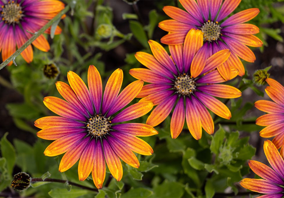 Three purple and orange flowers in a garden.