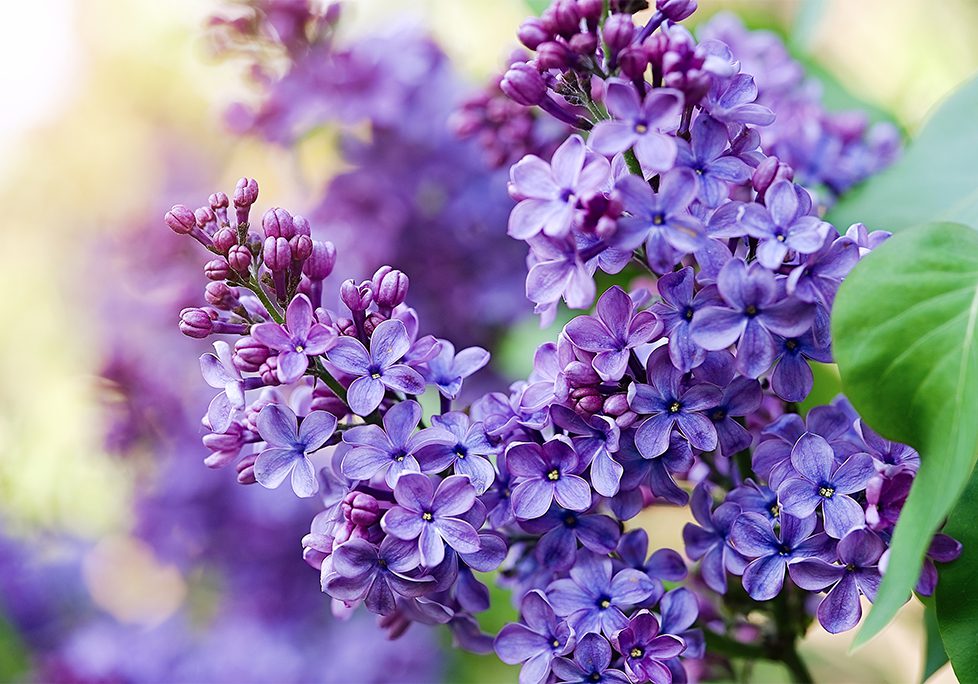 _0011_GettyImages-1479694921 A close up of purple flowers with blurry background