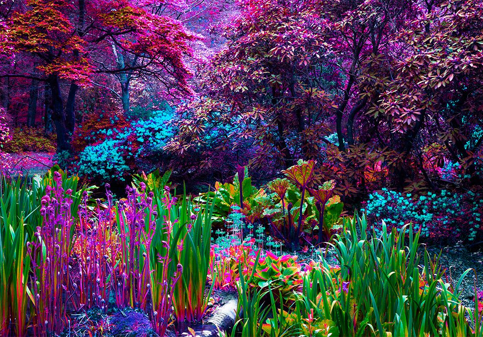 A painting of trees and plants in the woods
