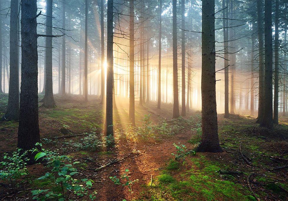 _0012_GettyImages-1179385633 A forest with trees and grass in the foreground.