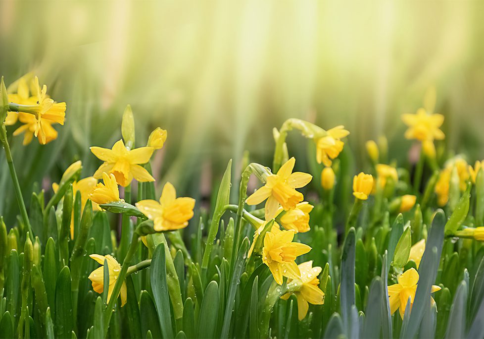 A field of yellow flowers in the sunlight.