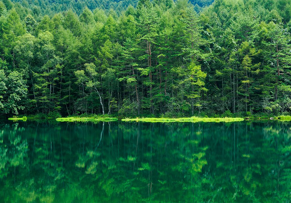 A body of water surrounded by trees and bushes.