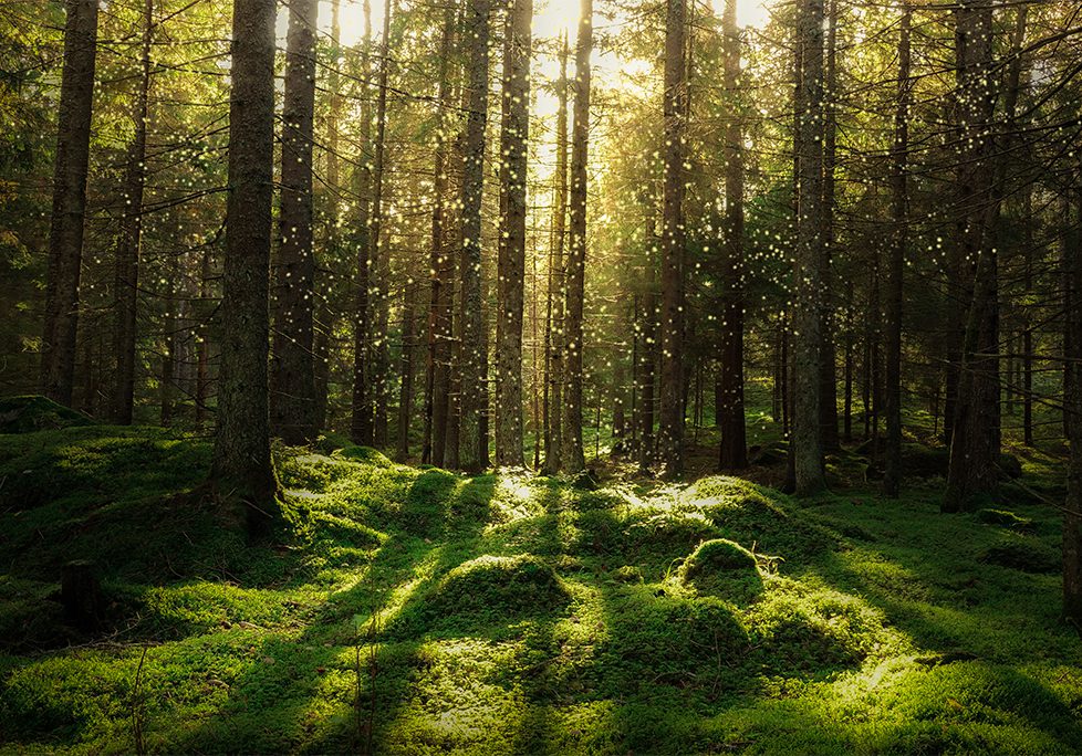 _0014_GettyImages-1082411378 A forest with trees and grass in the middle of it
