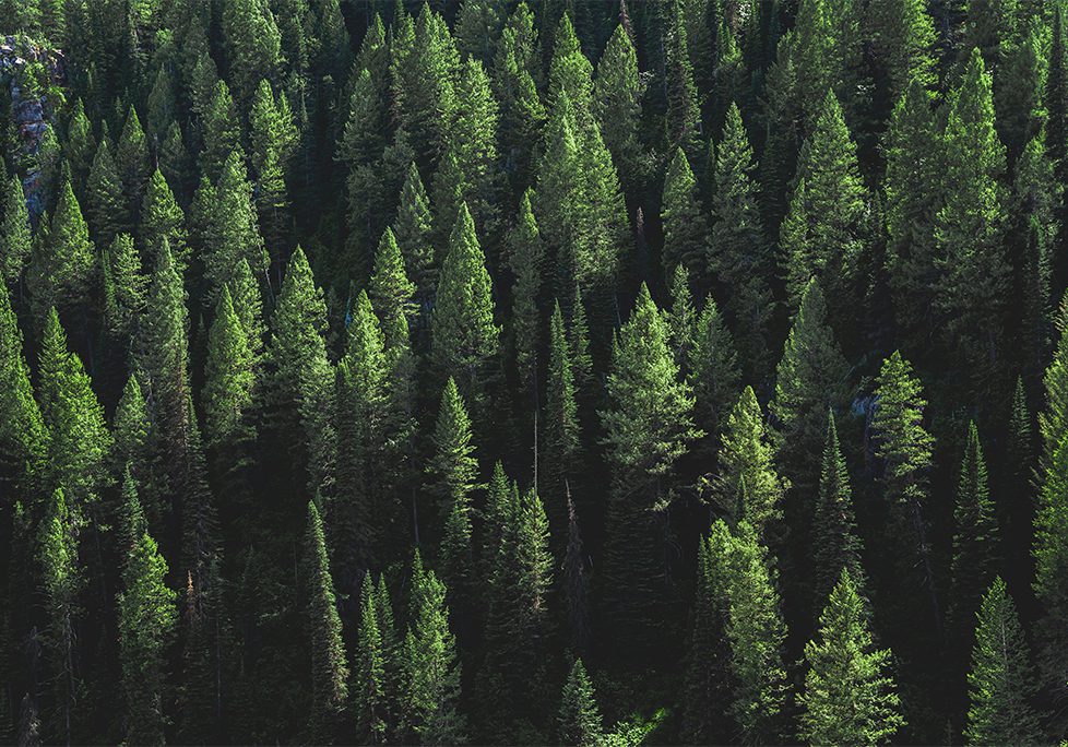_0014_GettyImages-1417433518 A forest of trees with green leaves on them.