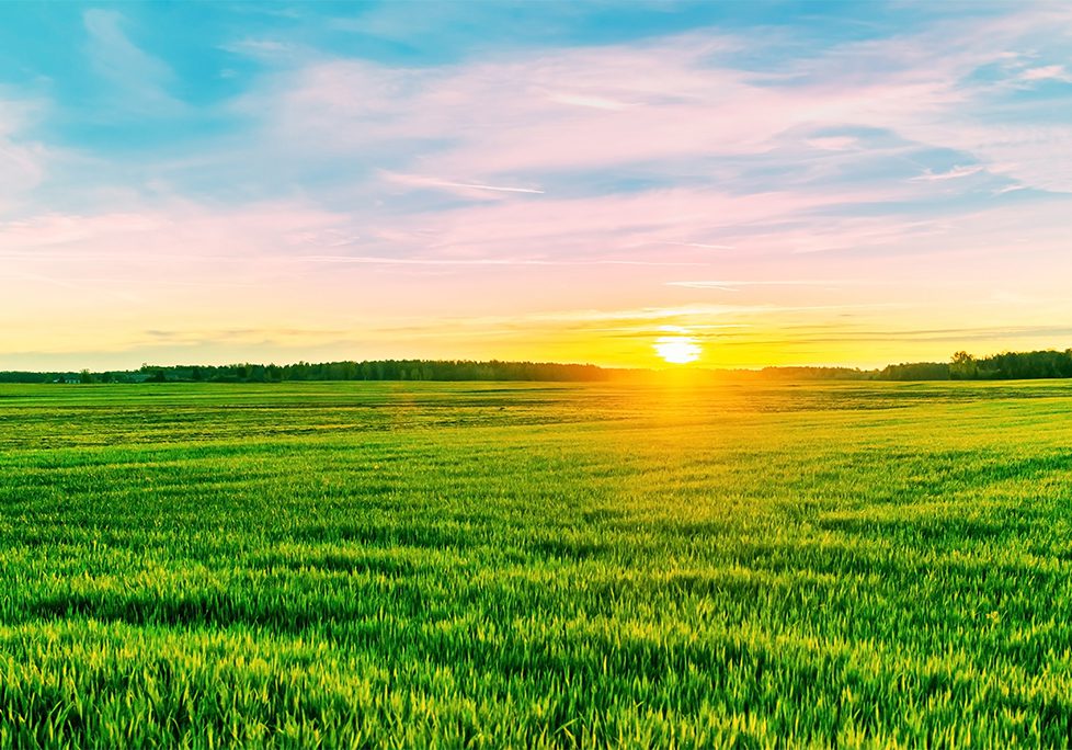 A field with grass and the sun setting in the background.