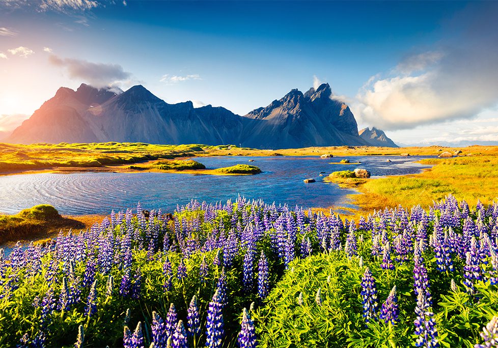 A field of purple flowers near the water.