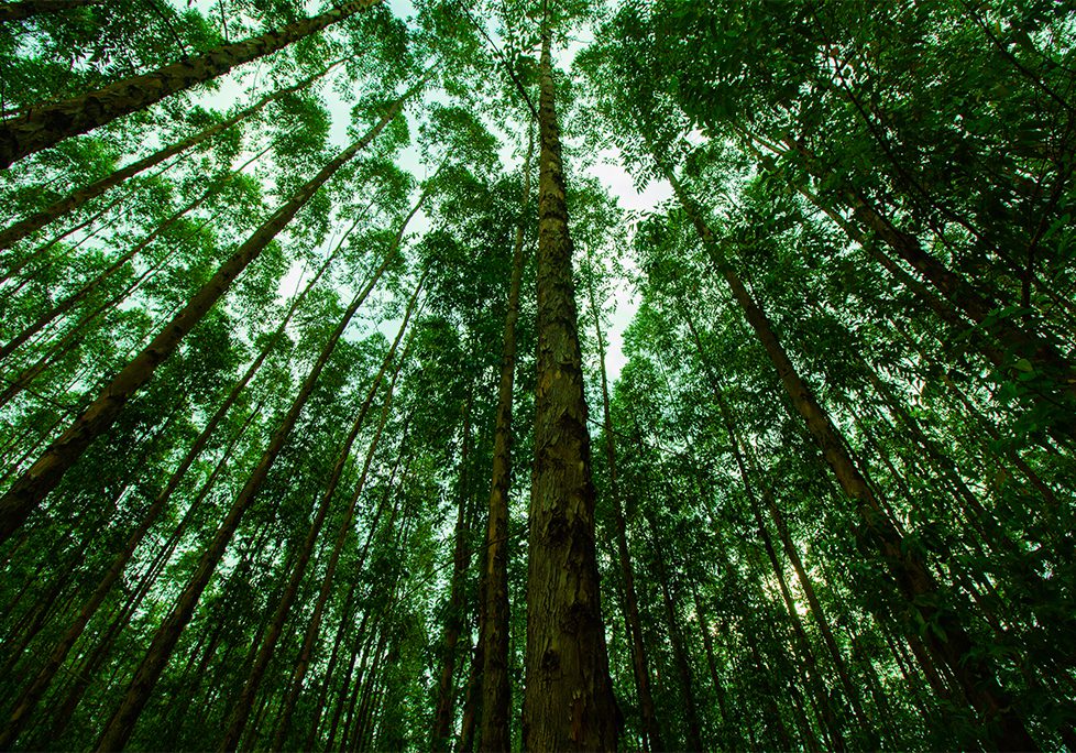 _0017_GettyImages-1187624796 A forest with many trees and lots of green leaves.