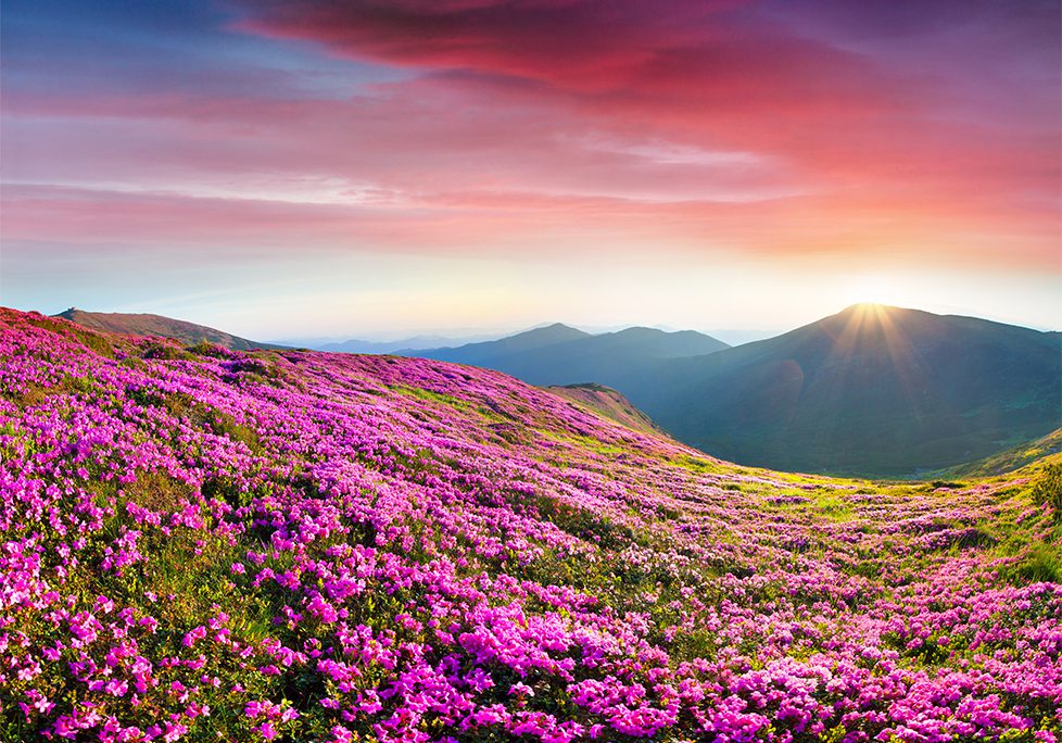 A field of purple flowers on top of a hill.