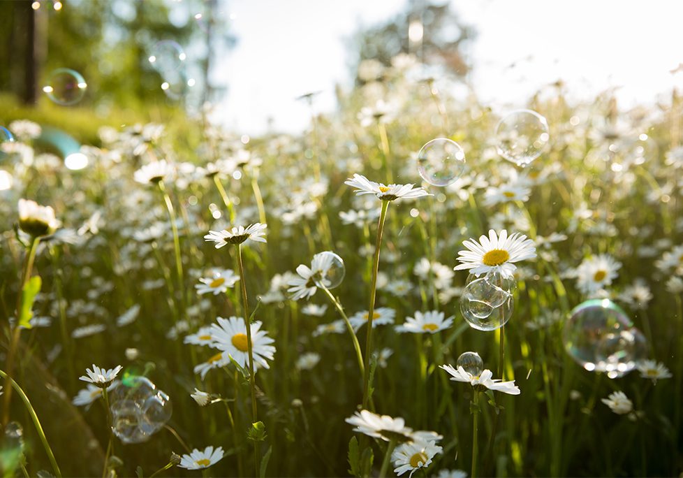A field of daisies in the sunlight.