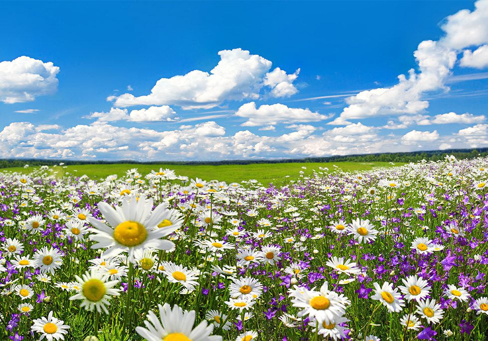 A field of daisies and purple flowers under a blue sky.