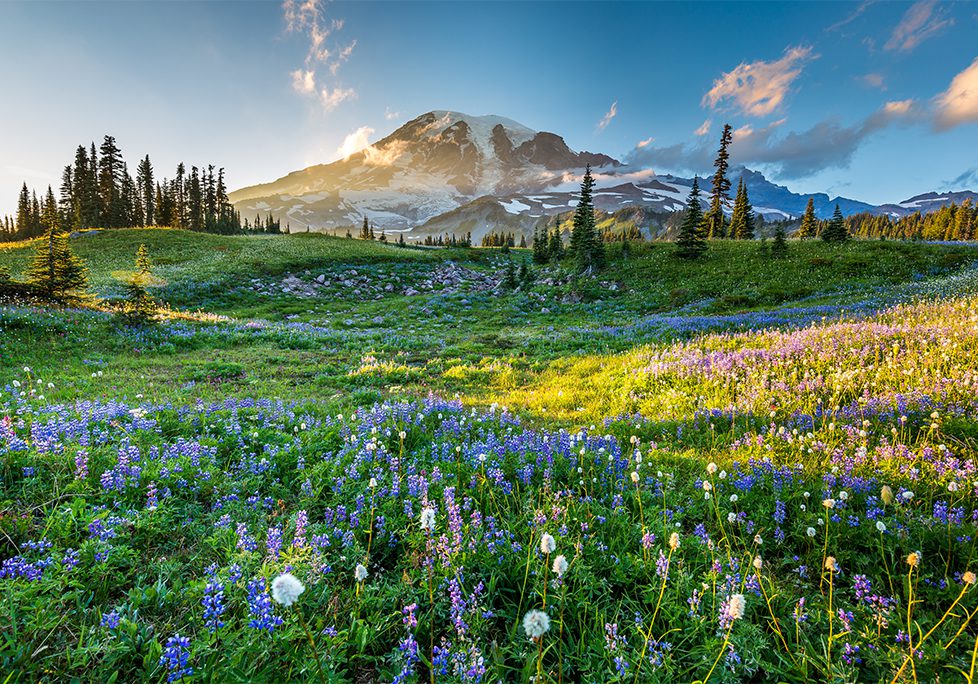 _0019_GettyImages-613758084 A field of flowers with a mountain in the background.