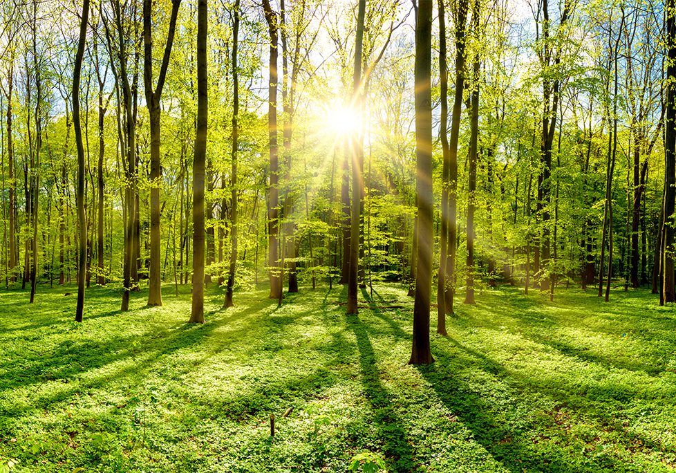 _0019_GettyImages-946657678 A forest with trees and sun shining through the trees.