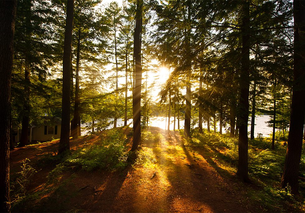 _0020_GettyImages-953465202 A forest with trees and sun shining through the trees.