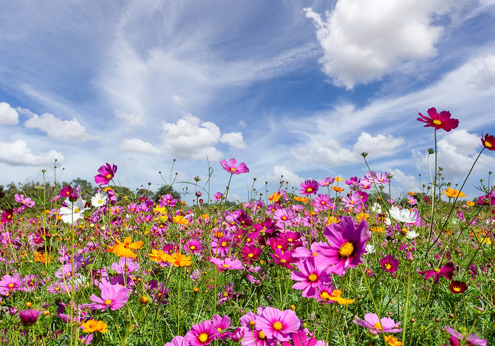 A field of flowers with purple and yellow flowers.