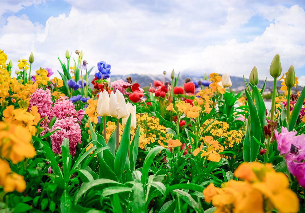 A field of flowers with a sky background