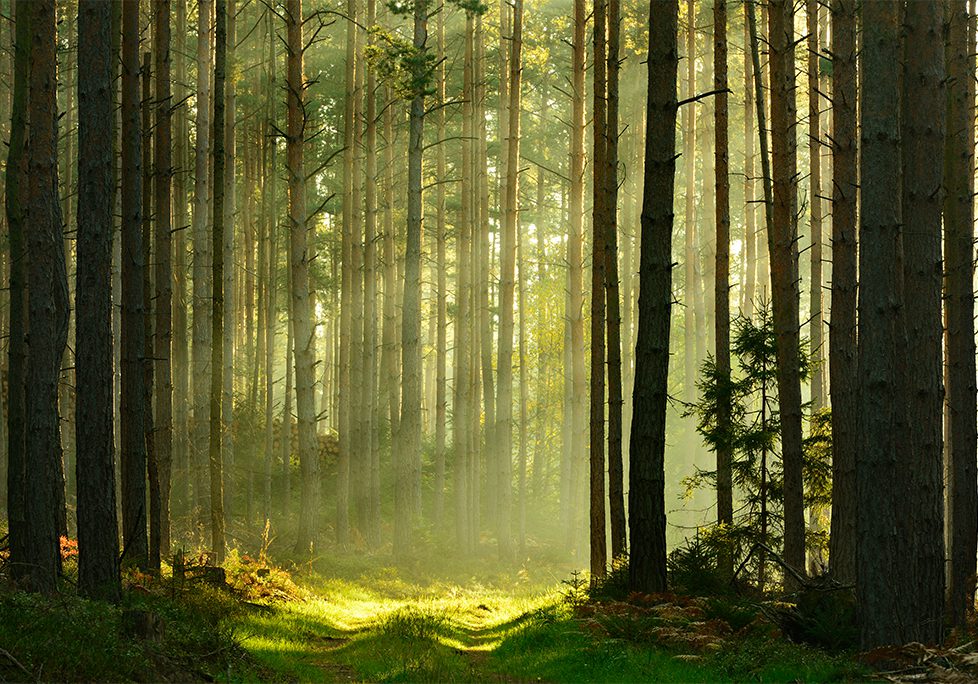 _0026_GettyImages-533577883 A forest with trees and sunlight coming through the trees.
