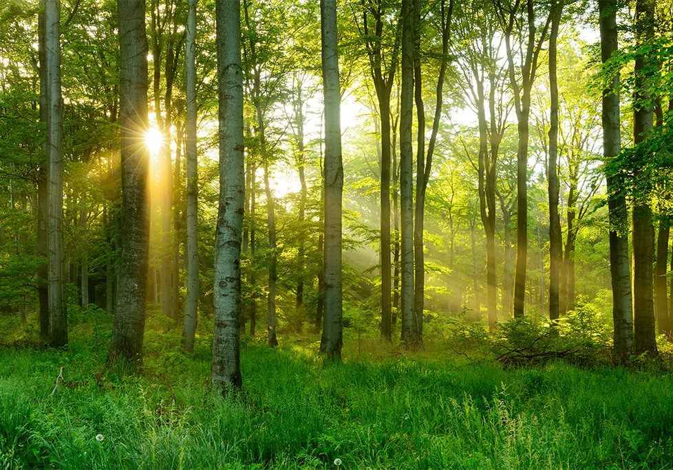 _0026_GettyImages-540390024 A forest with trees and grass in the foreground.