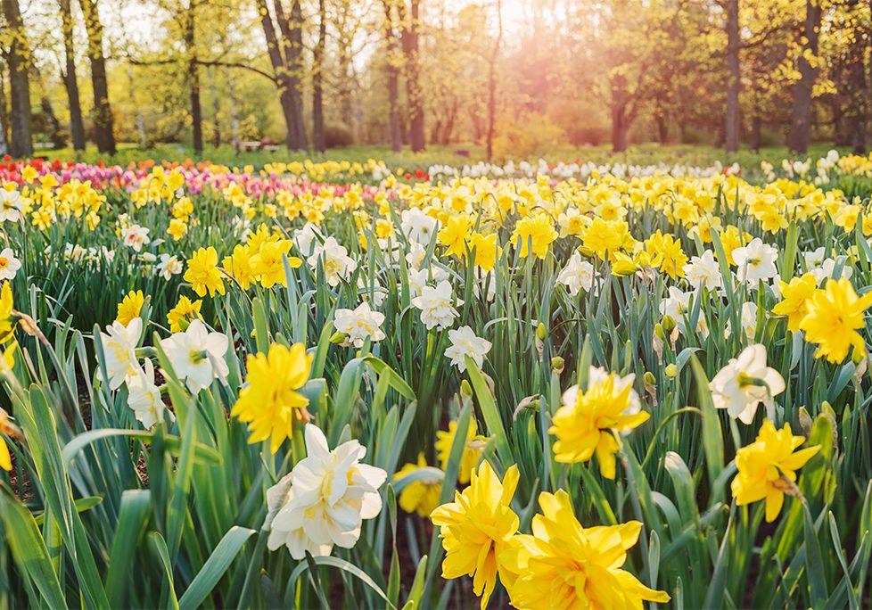 A field of yellow and white flowers in the sun.
