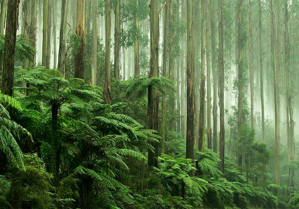 _0027_GettyImages-498168463 A painting of trees and ferns in the forest
