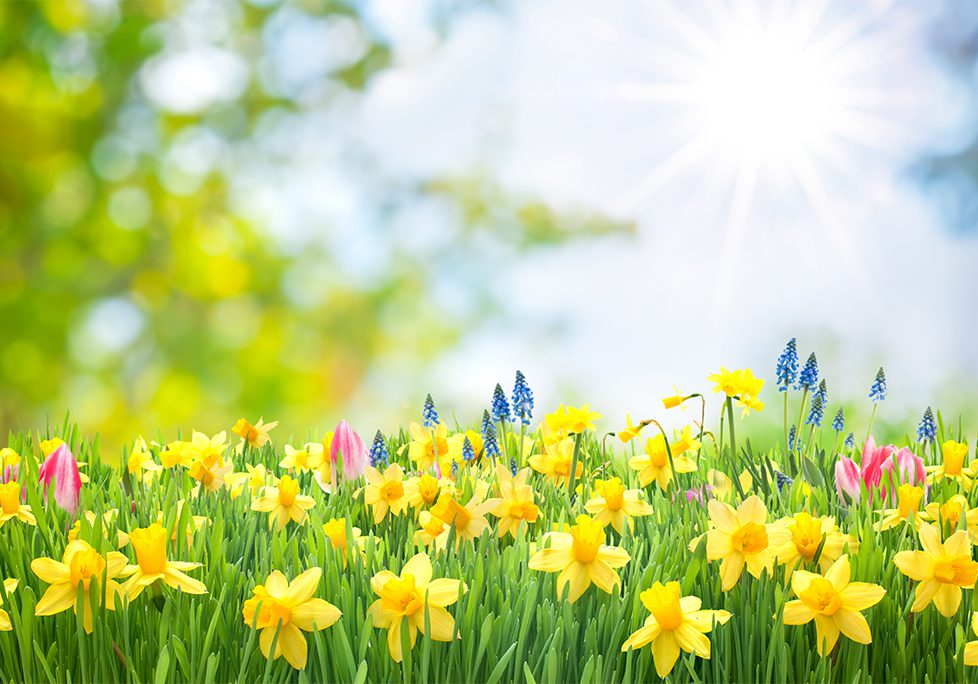 A field of yellow flowers with the sun shining in the background.