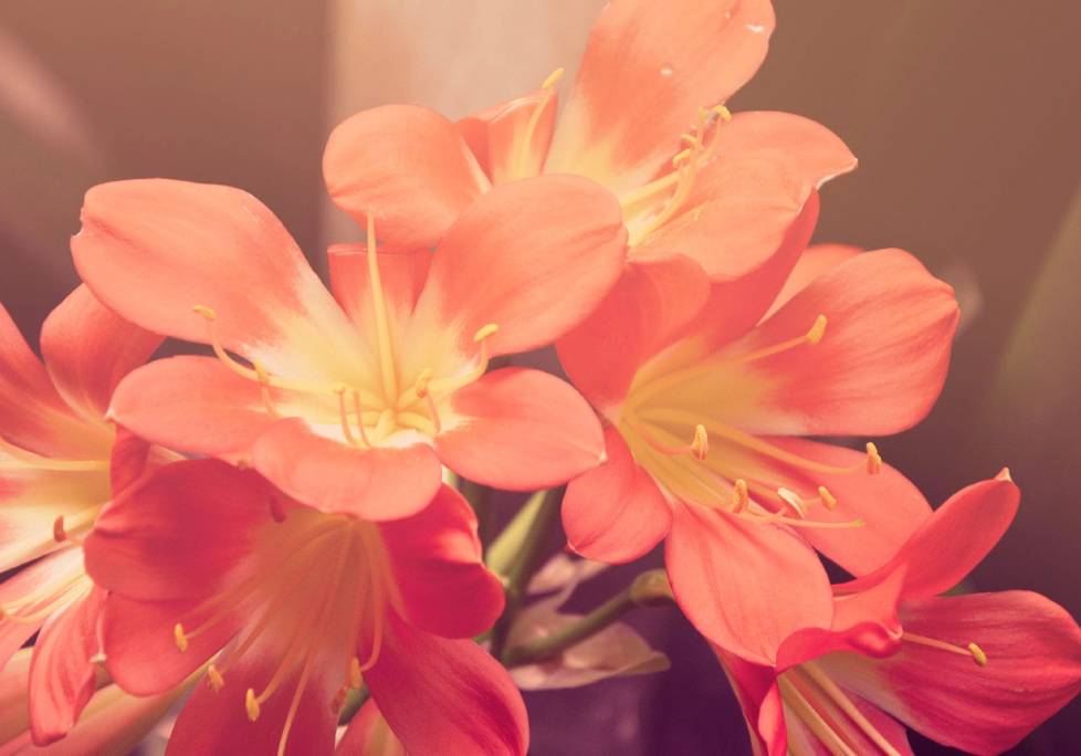 GettyImages-1283886803-1024x684-landscape-26cbdb8d6f1f792da877ec2b86940ef9- (1) A close up of some flowers in a vase