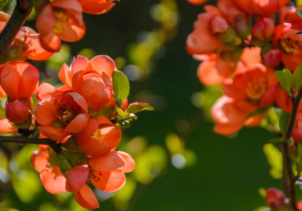 GettyImages-1283886803-1024x684-landscape-26cbdb8d6f1f792da877ec2b86940ef9- (10) A close up of some flowers with green leaves