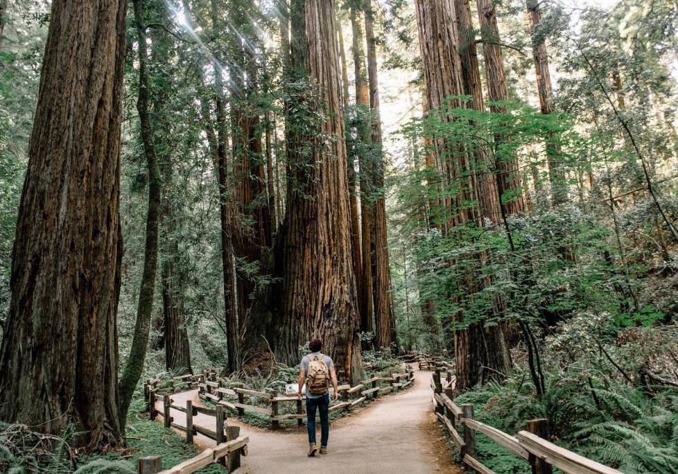 GettyImages-1283886803-1024x684-landscape-26cbdb8d6f1f792da877ec2b86940ef9- (2) A person walking on the path in front of some trees