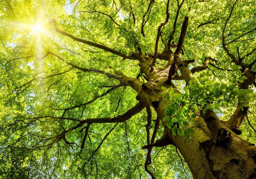 GettyImages-1283886803-1024x684-landscape-26cbdb8d6f1f792da877ec2b86940ef9- (4) (1) A tree with green leaves and sun shining through it.