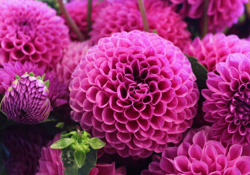 GettyImages-1283886803-1024x684-landscape-26cbdb8d6f1f792da877ec2b86940ef9- (8) A close up of some purple flowers with green leaves