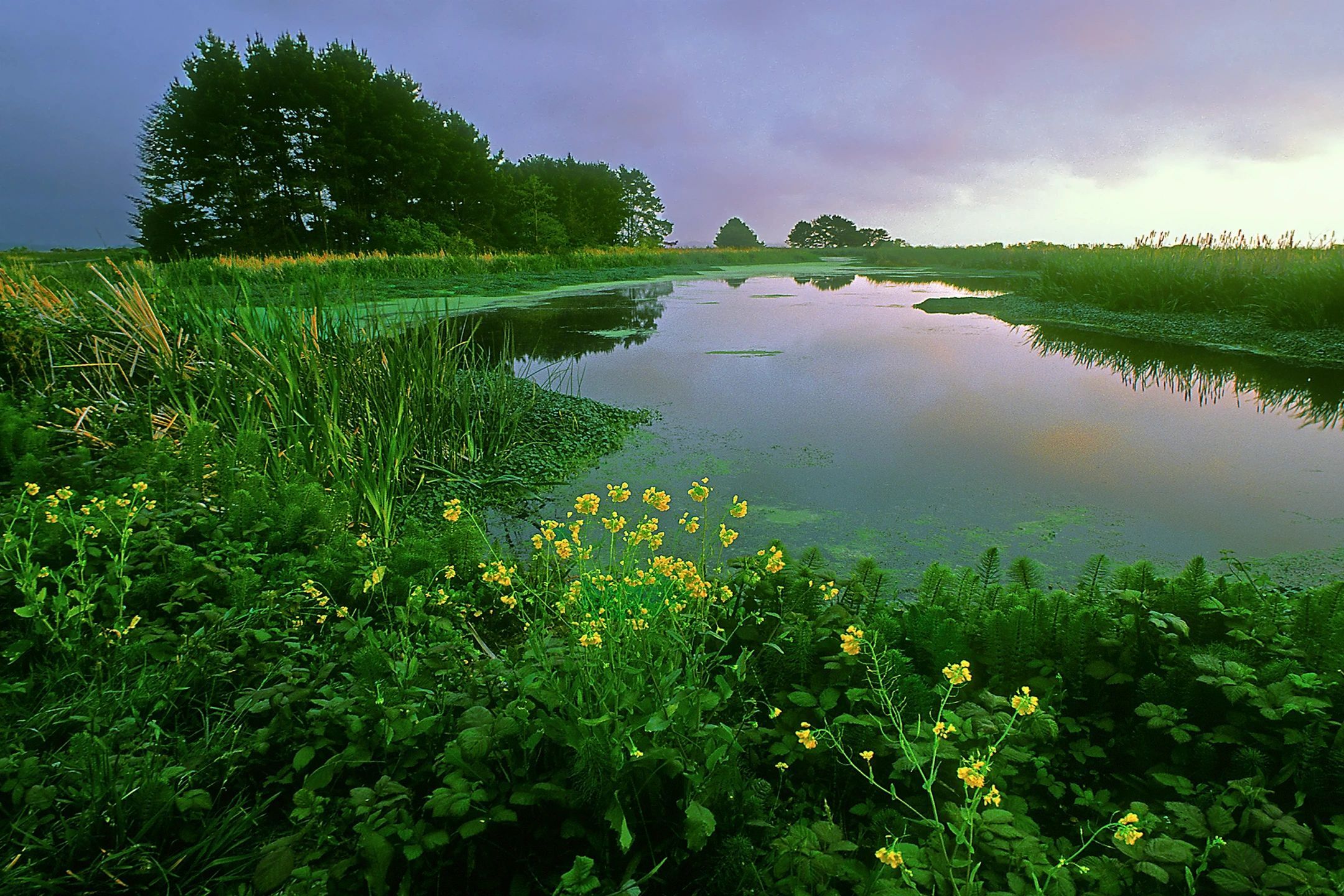 fm_f_92768 A body of water with green grass and yellow flowers.