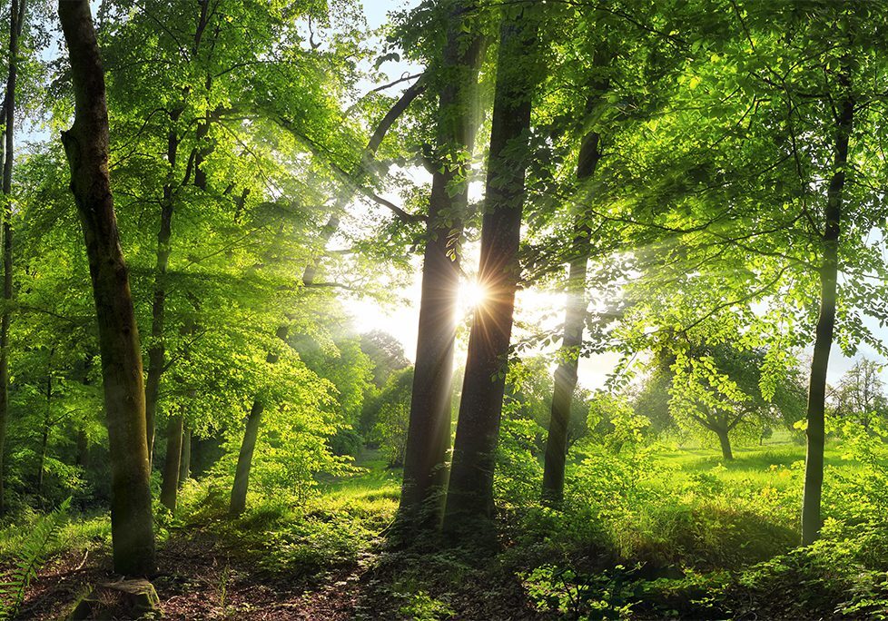_0000_GettyImages-1969860623 A forest with trees and sun shining through the trees.