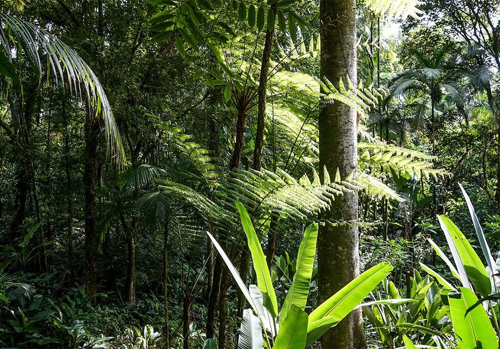_0000_GettyImages-2016191398 A forest with trees and plants in the background.