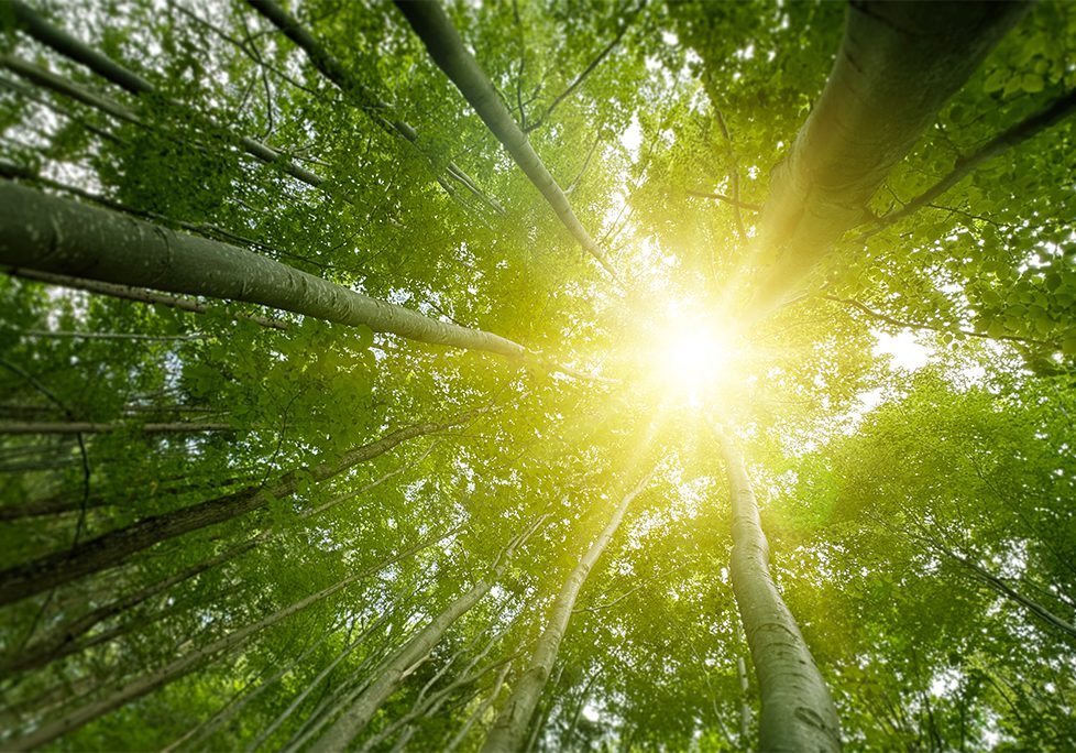 _0000_GettyImages-2190497289 A view of the sun through trees in the forest.