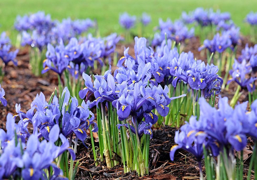 A field of purple flowers in the grass.