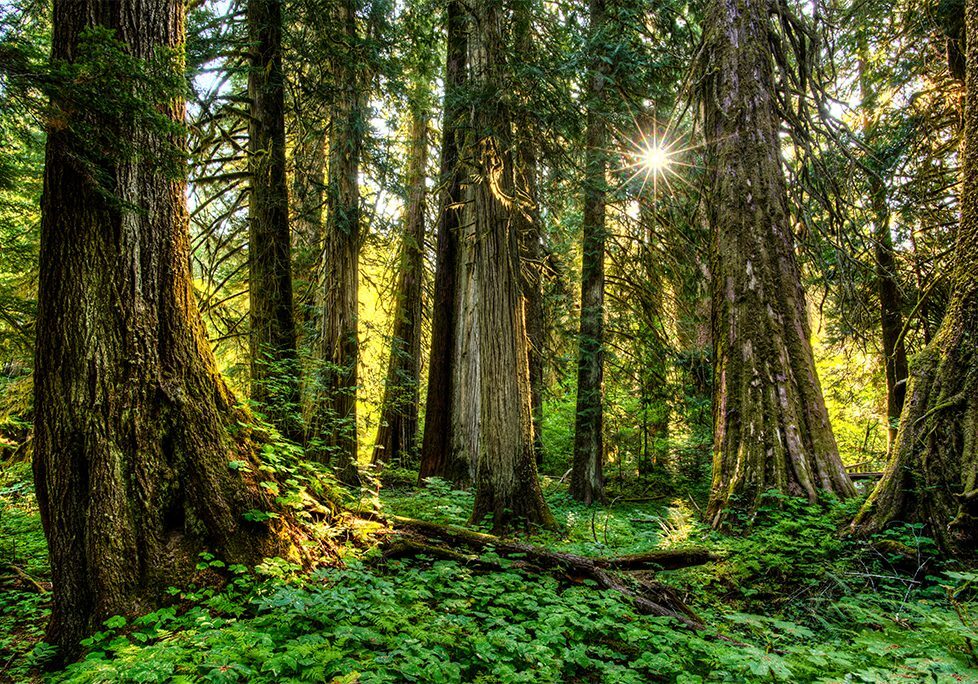 A forest with trees and green plants in the foreground.